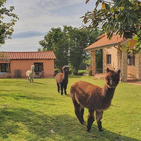 Hotel 3 Alpacas La Campa Exteriér fotografie