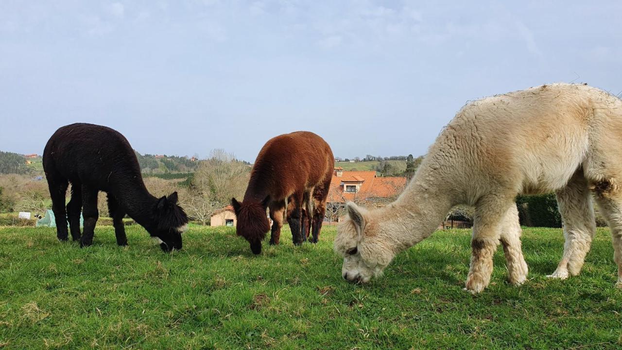 Hotel 3 Alpacas La Campa Exteriér fotografie