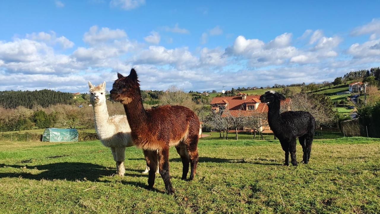 Hotel 3 Alpacas La Campa Exteriér fotografie