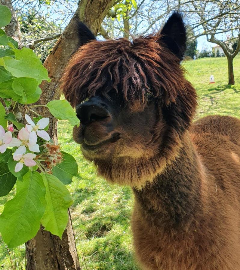 Hotel 3 Alpacas La Campa Exteriér fotografie