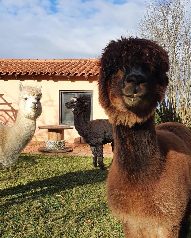 Hotel 3 Alpacas La Campa Exteriér fotografie