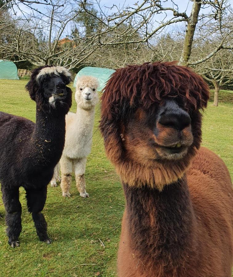 Hotel 3 Alpacas La Campa Exteriér fotografie