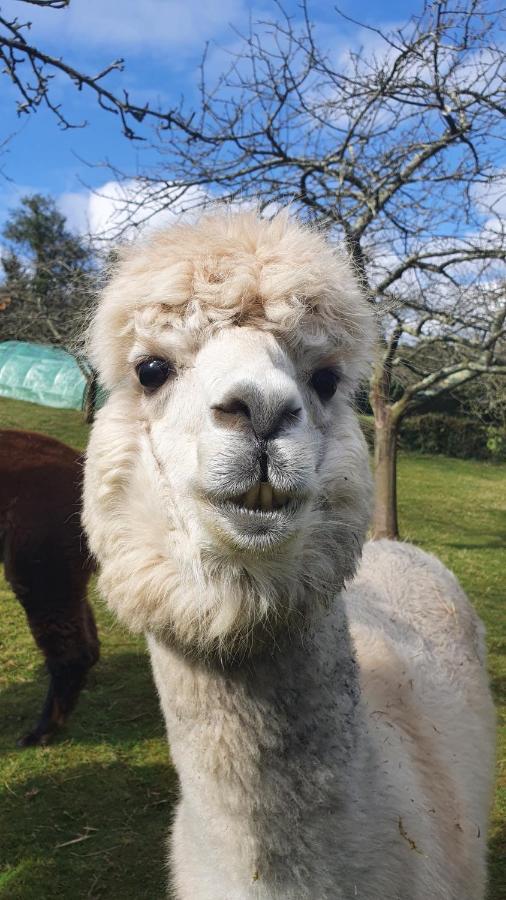 Hotel 3 Alpacas La Campa Exteriér fotografie