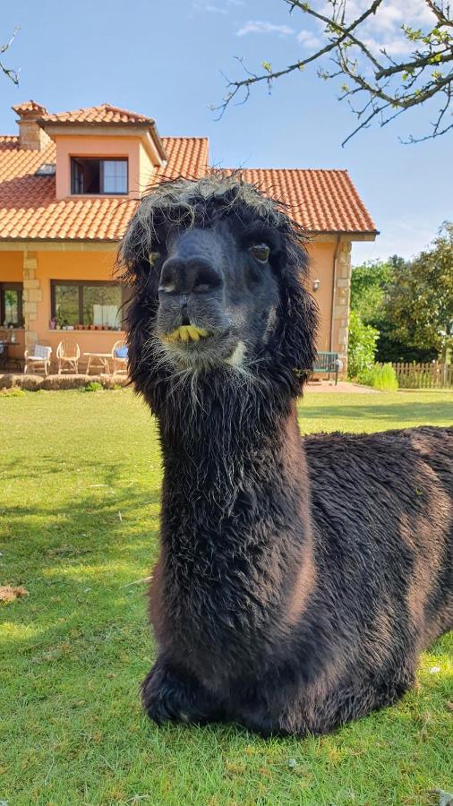 Hotel 3 Alpacas La Campa Exteriér fotografie
