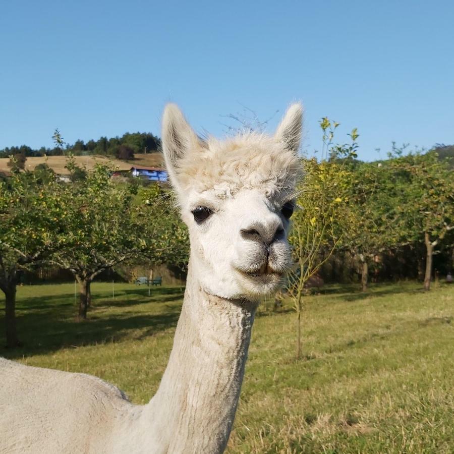 Hotel 3 Alpacas La Campa Exteriér fotografie